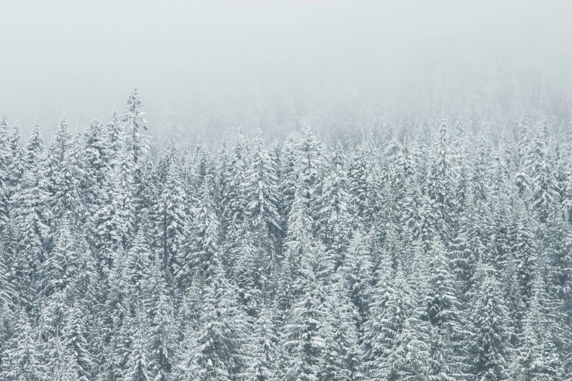 美丽的雪松图片