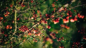 野外枝头红色唯美的野果图片(15张)