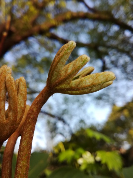 野外的植物图片