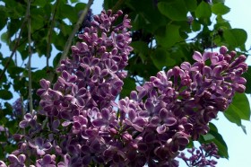 芳香四溢沁人心脾的紫丁香图片(37张)