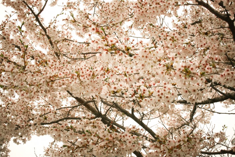 淡淡的粉红色梅花图片