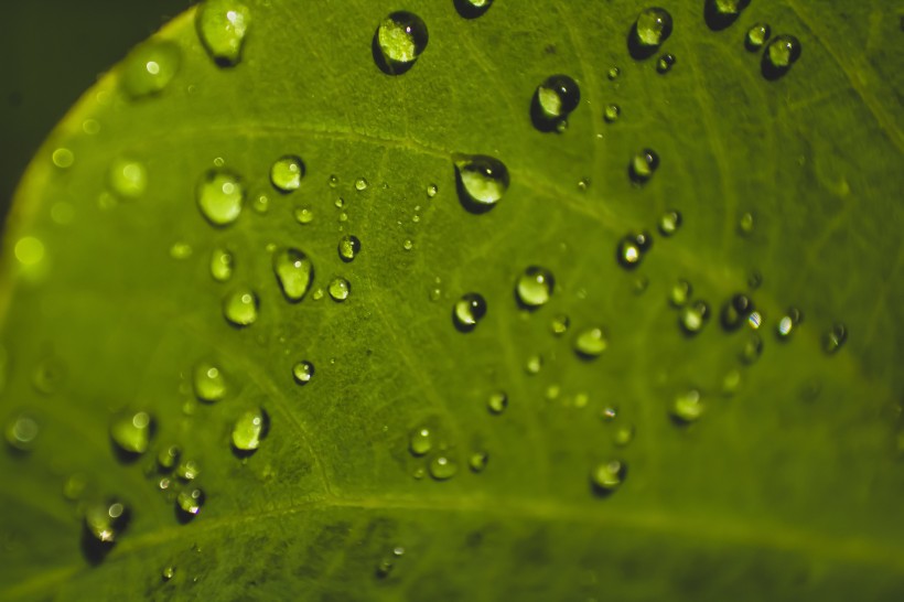 雨后的绿叶图片