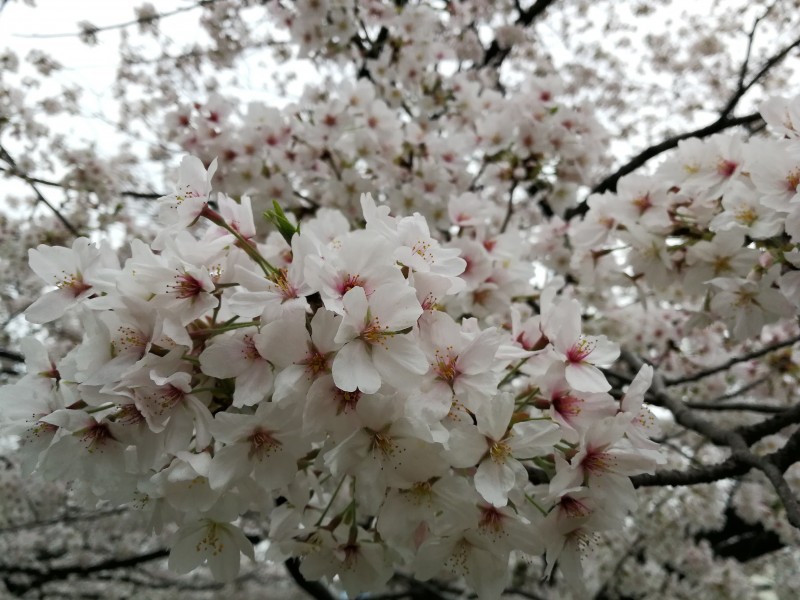 洁白似雪的樱花图片