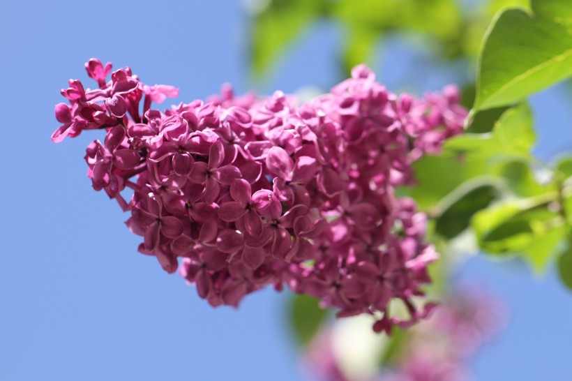 热闹盛开的丁香花图片