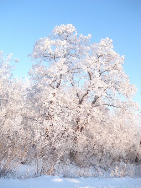 冬日里的雪树的特写图片