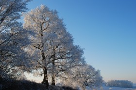 冬日里的雪树的特写图片(16张)