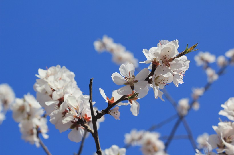 白色的桃花图片