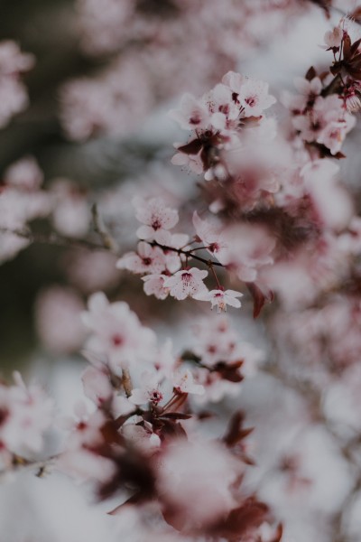 傲雪凌霜有气节的梅花图片