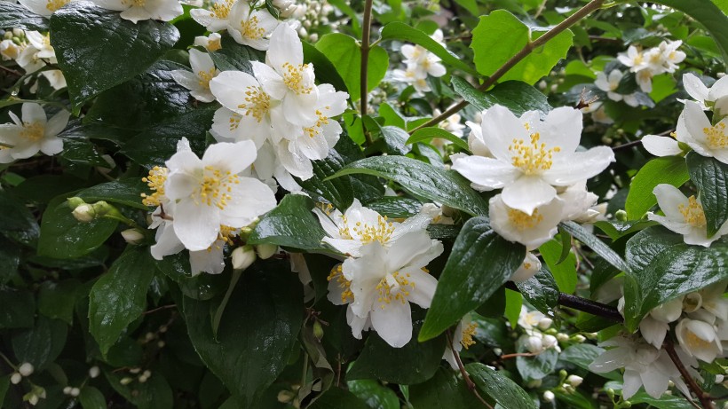 清新的茉莉花图片