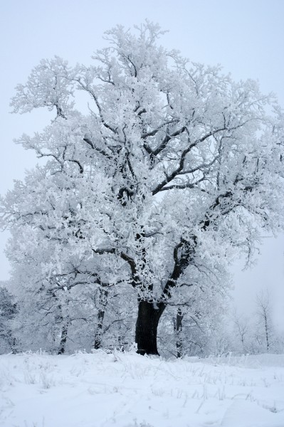 冬日里的雪树的特写图片