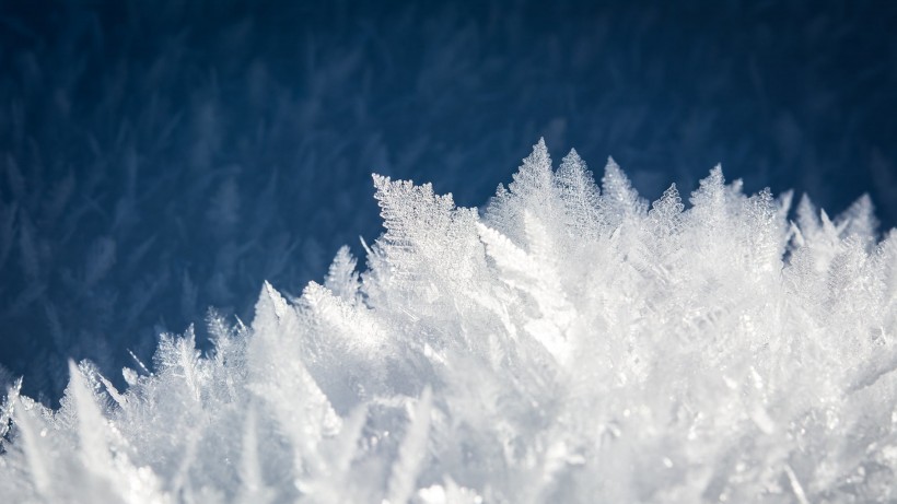 冰雪覆盖的植物图片