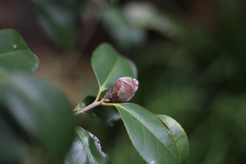 山茶花的花骨朵图片