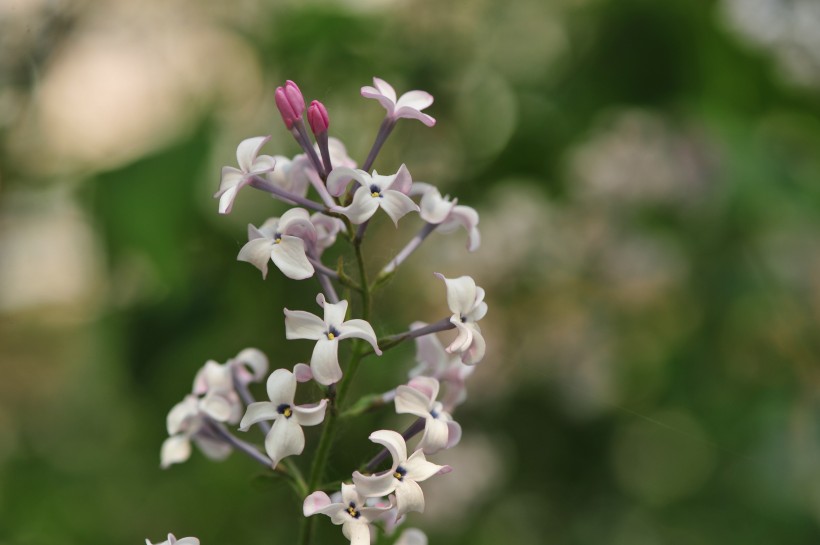 淡雅丁香花图片