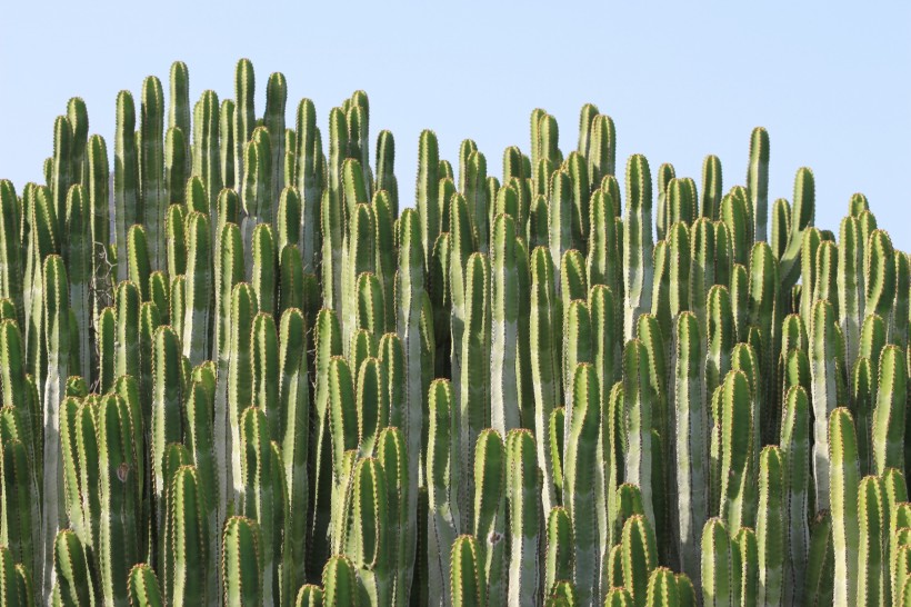 多肉植物仙人掌图片