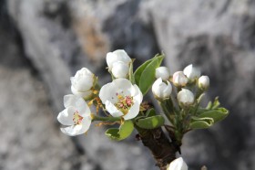 淡雅似雪的梨花图片(31张)