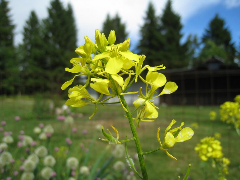 金黄的油菜花特写图片