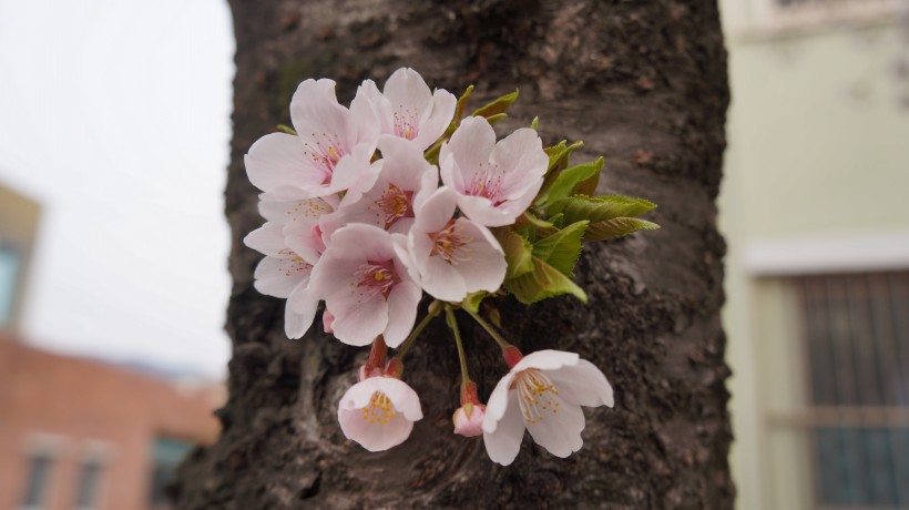 淡淡的粉红色梅花图片