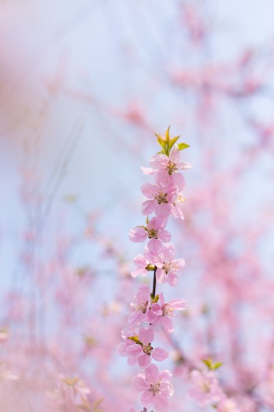 淡雅粉色桃花图片