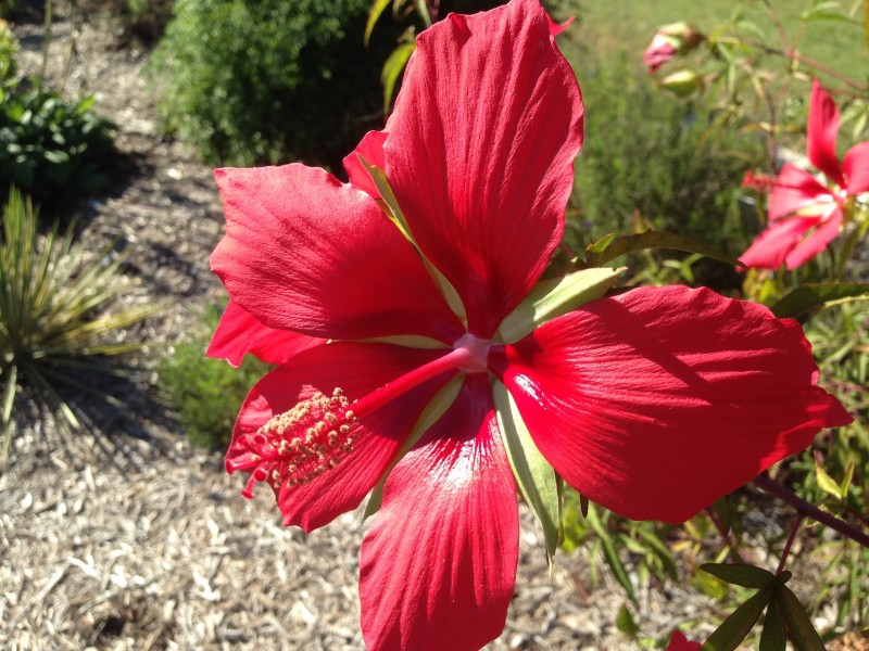 艳丽的粉色芙蓉花图片