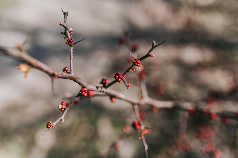 森林里植物的特写图片