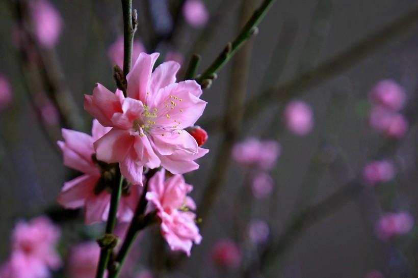 粉色的桃花图片