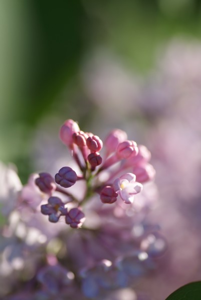 热闹盛开的丁香花图片