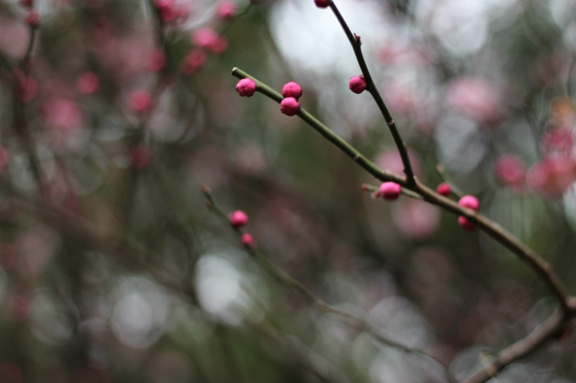 红梅花骨朵图片