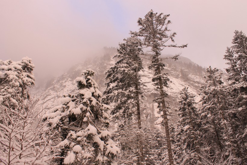 美丽的雪松图片