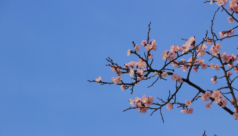 春季盛开的桃花图片