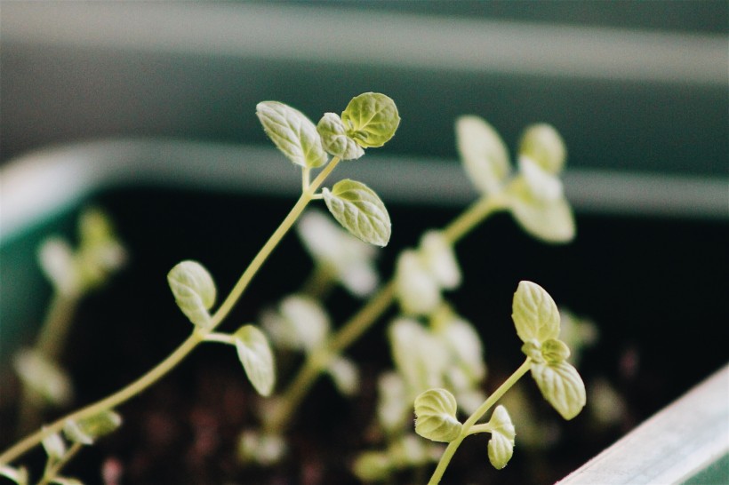 植物的幼苗图片