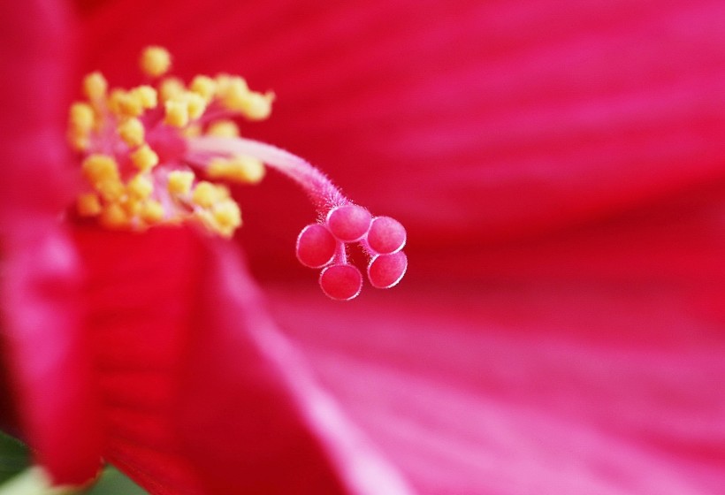 芙蓉葵花卉图片