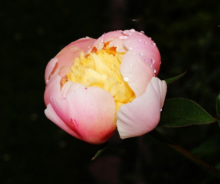 花中丞相芍药花图片