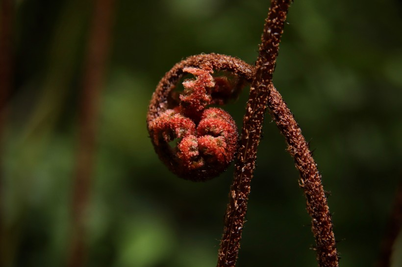 野生绿色蕨类植物图片