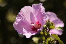 各种颜色的芙蓉花图片(25张)