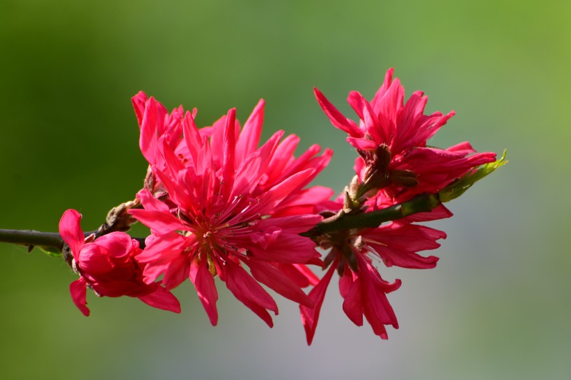 菊花桃图片