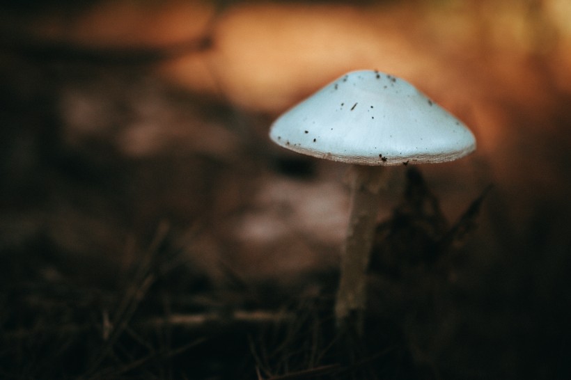 森林里的野蘑菇图片