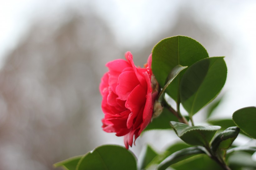 红露珍山茶花图片