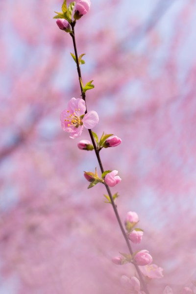 淡雅粉色桃花图片