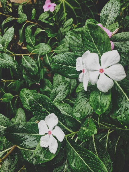 鲜花花瓣上的水珠图片