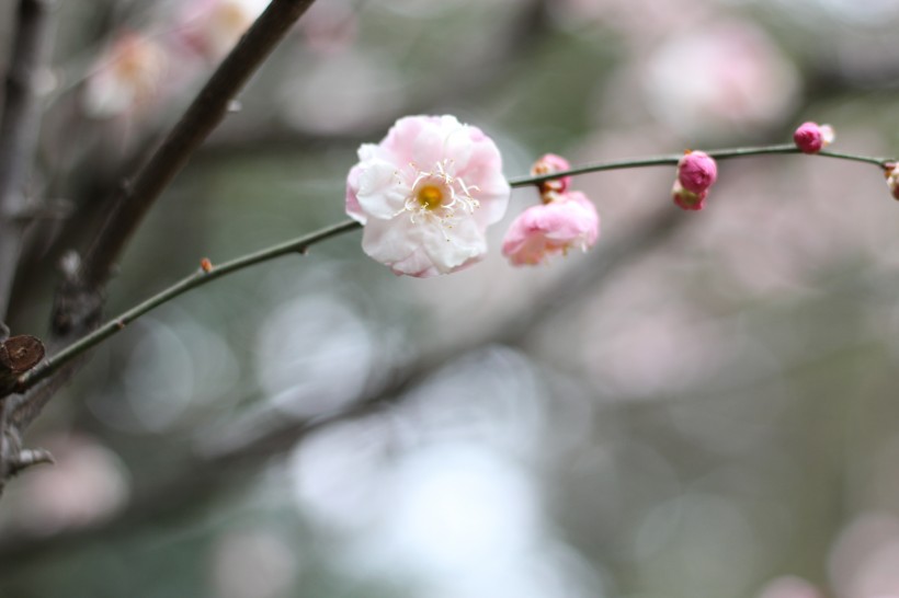 粉色的江梅花图片