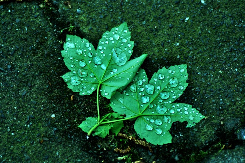 叶子上的小水珠图片