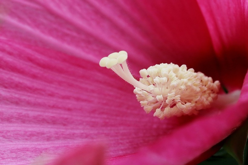 芙蓉葵花卉图片