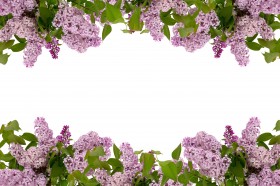 浓烈绽放的紫色丁香花图片(28张)
