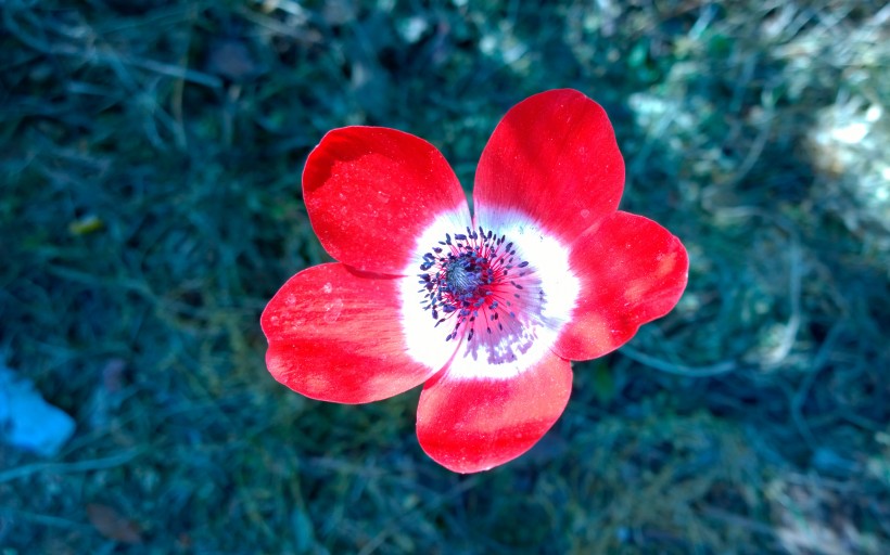 红色银莲花图片