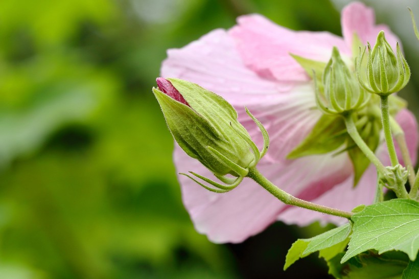 纯洁的芙蓉花图片