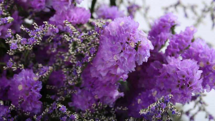 漂亮的干花花束图片