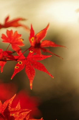 艳丽娇媚的红色枫叶图片(15张)