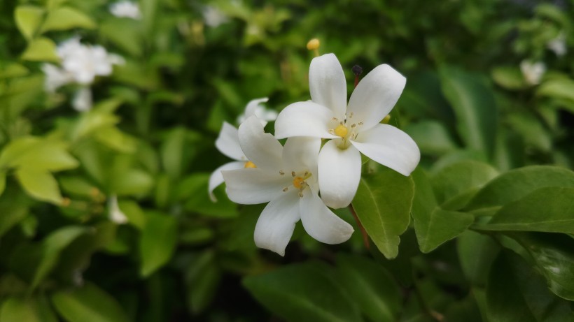 洁白无瑕的茉莉花图片