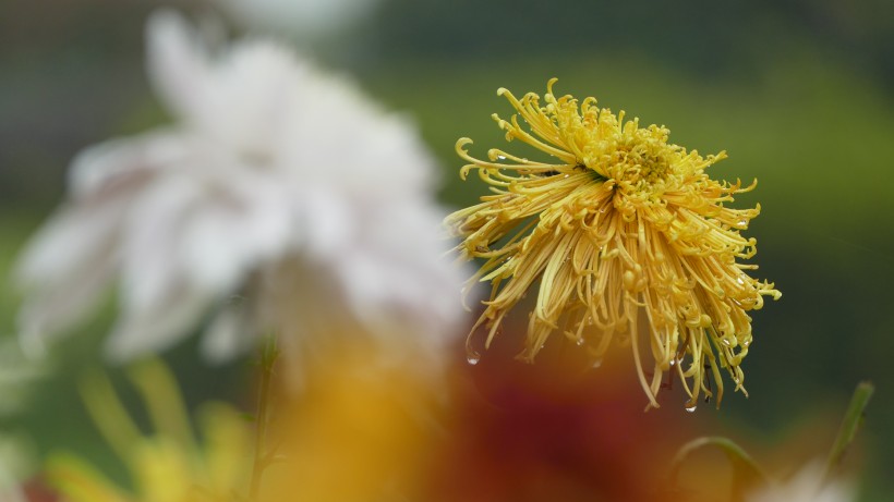 各种颜色的秋季菊花图片