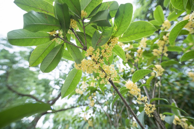 香甜的金色桂花图片